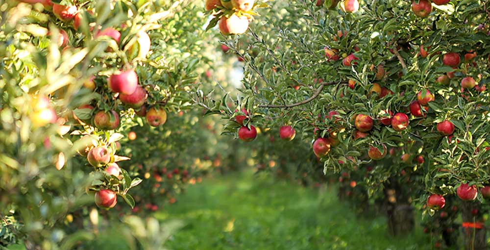 Apple orchard trees heavy with ripe red apples in sunlight.