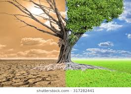 A tree showing contrasting seasons: barren on one side, lush on the other.