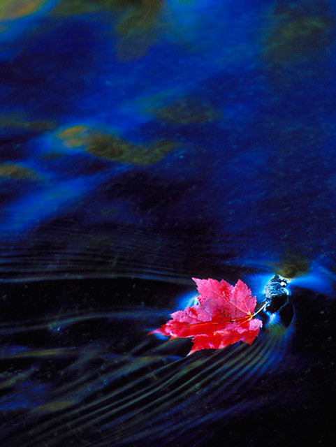 A red leaf floating on dark rippling water.