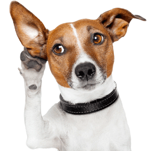 A curious dog holding its ear as if trying to listen closely.