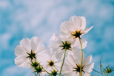 White flowers blooming against a bright blue sky.