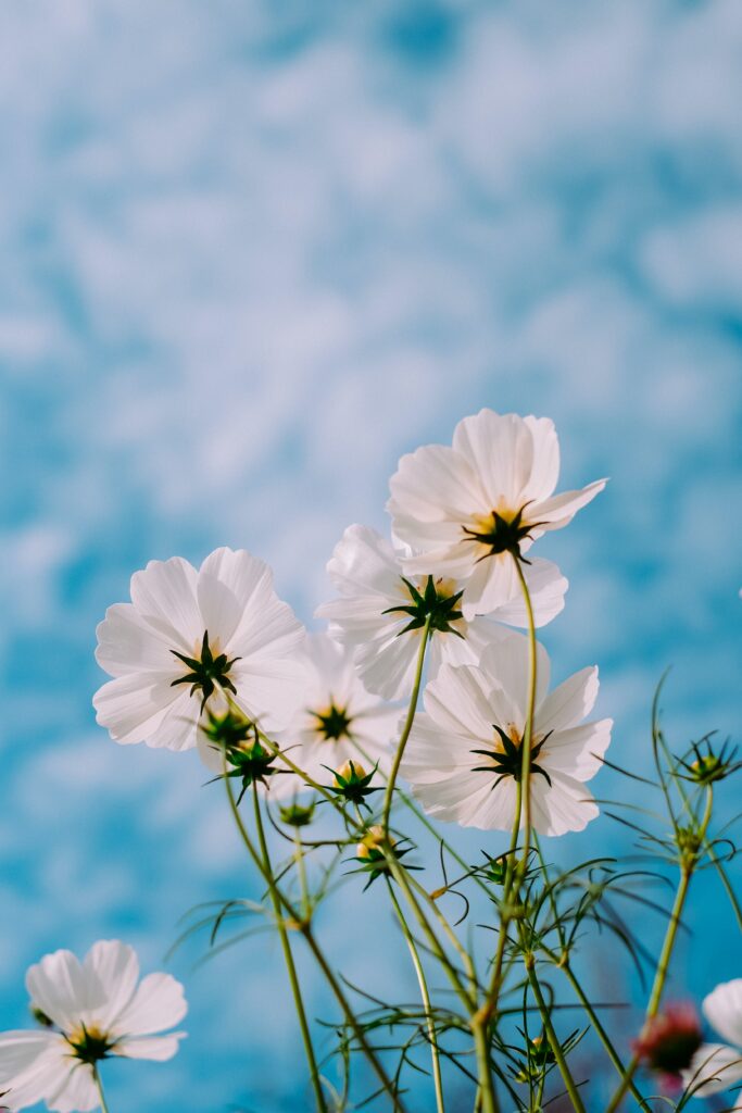 White flowers against a soft blue sky with clouds.