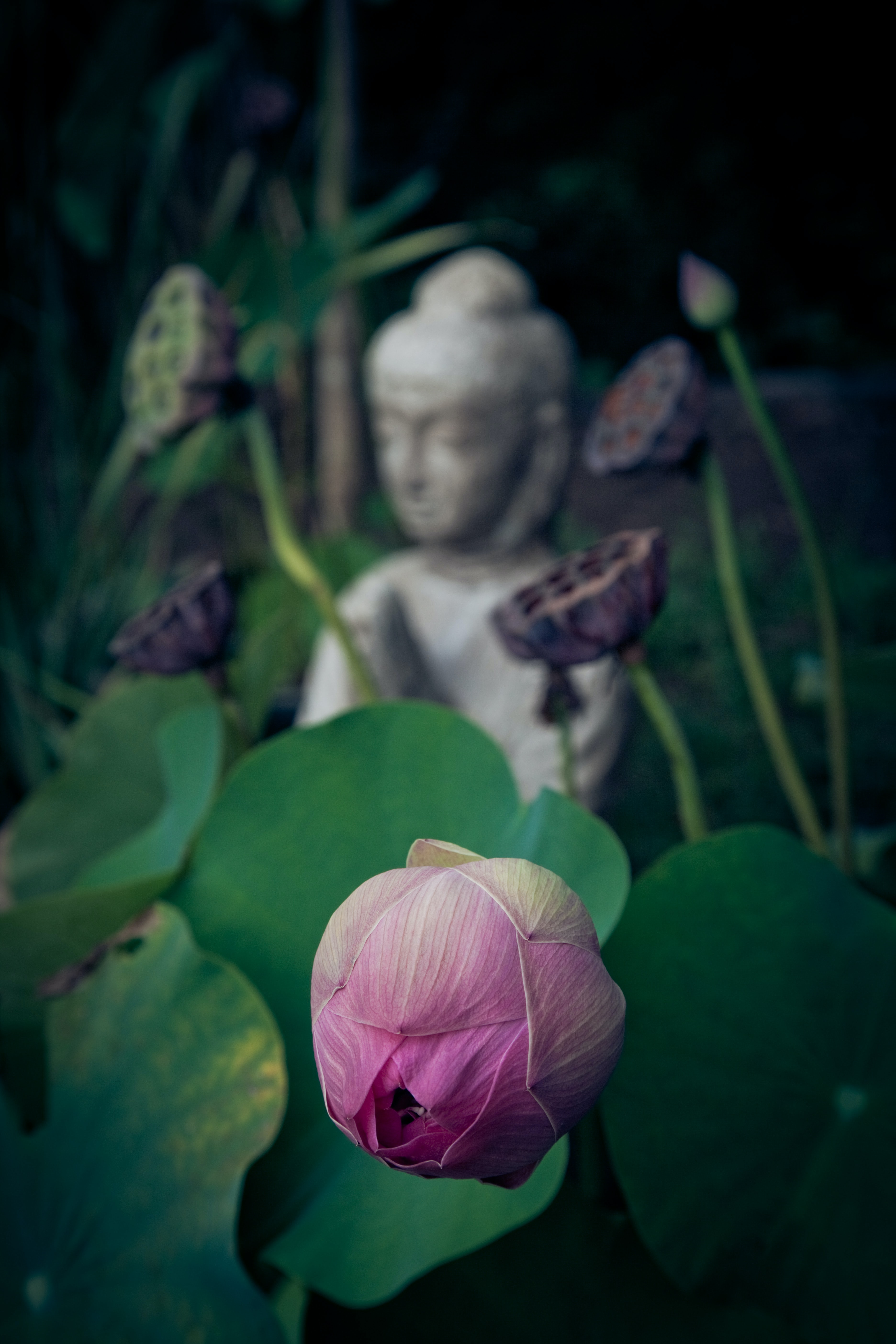 A pink lotus bud with a blurred Buddha statue in the background.