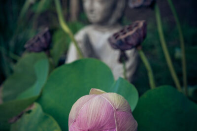 A pink lotus bud with a blurred Buddha statue in the background.