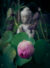 A pink lotus bud with a blurred Buddha statue in the background.